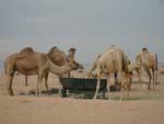 Camels