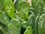 Graffiti on the cactus leaves