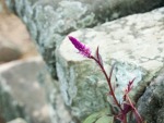 Magenta flower growing between the temples stones