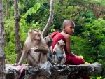 A young monk and three monkeys