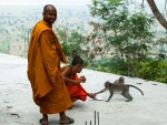 Monks feeding some of the monkeys