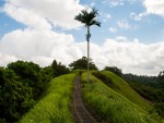 A lone palm tree on top of the ridge
