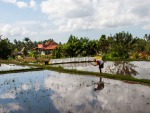 Farmer working on the rice fields