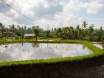 The steep terrace of the rice field capturing the water