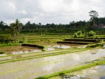 Rice fields along the Campuhan Ridge