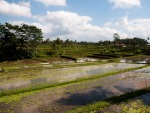 View of the rice paddies from Karsa Café