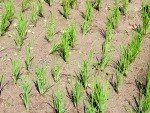 Young shoots of rice growing
