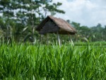 Rice field with small shade structure in the background