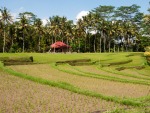 The rice fields viewed when crossing the ridge