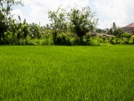 Lush rice paddy behind Bintang building