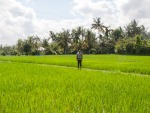 Travis standing inside the rice paddy