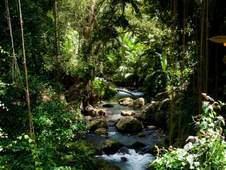 Picturesque foliage surrounding Gunung Kawi