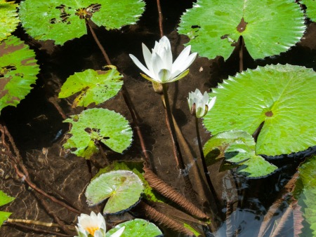 Lilly pads in a pond