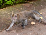 monkey-forest-ubud-bali-indonesia-a-monkey-on-the-move