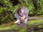 monkey-forest-ubud-bali-indonesia-b-small-monkey-enjoying-a-banana