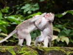 monkey-forest-ubud-bali-indonesia-d-two-monkeys-fighting