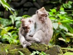 monkey-forest-ubud-bali-indonesia-e-monkeys-playing-together