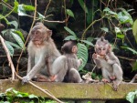 monkey-forest-ubud-bali-indonesia-g-three-small-monkeys-perched