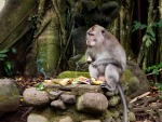 monkey-forest-ubud-bali-indonesia-h-large-monkey-enjoying-his-food