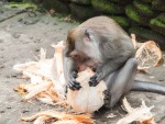 monkey-forest-ubud-bali-indonesia-i-a-monkey-getting-into-a-coconut