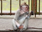 monkey-forest-ubud-bali-indonesia-j-monkey-eating-a-piece-of-grass