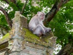 monkey-forest-ubud-bali-indonesia-l-monkey-perched-on-one-of-the-high-pillars