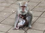 monkey-forest-ubud-bali-indonesia-p-mother-and-young-monkey