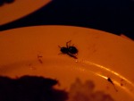 phnom-phen-cambodia-j-a-bug-in-the-food-that-is-supposed-to-be-there-romdeng-restaurant