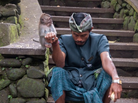 One of the monkey handlers feeding a monkey
