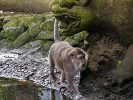 Large monkey walking under a statue