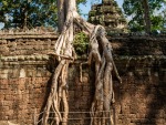 Tree roots embedded into the temple walls