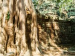 Temple walls with tree roots growing down the side