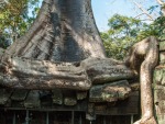 Huge tree root growing over the temple stone roof