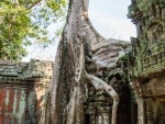 Tree growing out of a temple