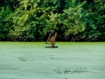 Cambodian man fishing on a small island
