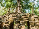 Ancient bridge with tree growing on top