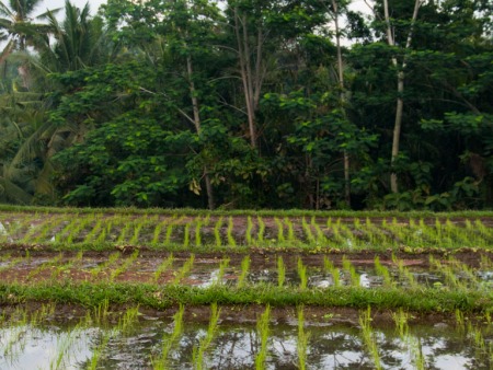 Rice paddies surrounding Gusde House