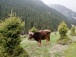 Cow grazing at Altyn Arashan