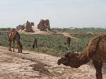 Camels surrounding the Great and Small Kyz kalas
