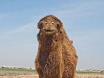One of many camels at Merv