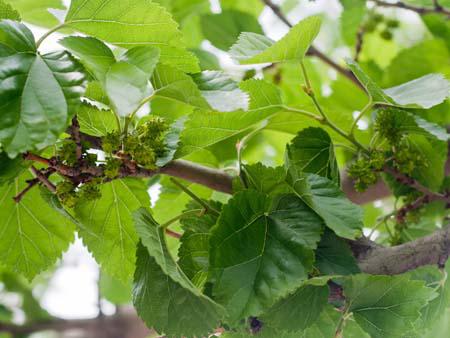 Unripe mulberries, very common in the region