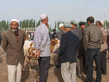 Uighur men chatting around a cow