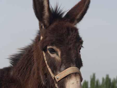 A donkey at the Kashgar livestock market