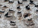 Nesting cormorants on a rocky island