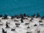 Hundreds of nesting cormorants on a rocky island