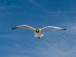 Flying gulls at Niao Dao