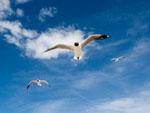 Flying gulls at Lake Kokonor