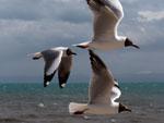 Flying gulls at Bird Island