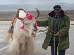 A man and his yak