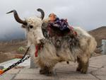 A large yak at the front of the pagoda